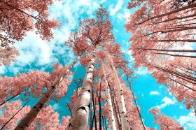 Birch Up View